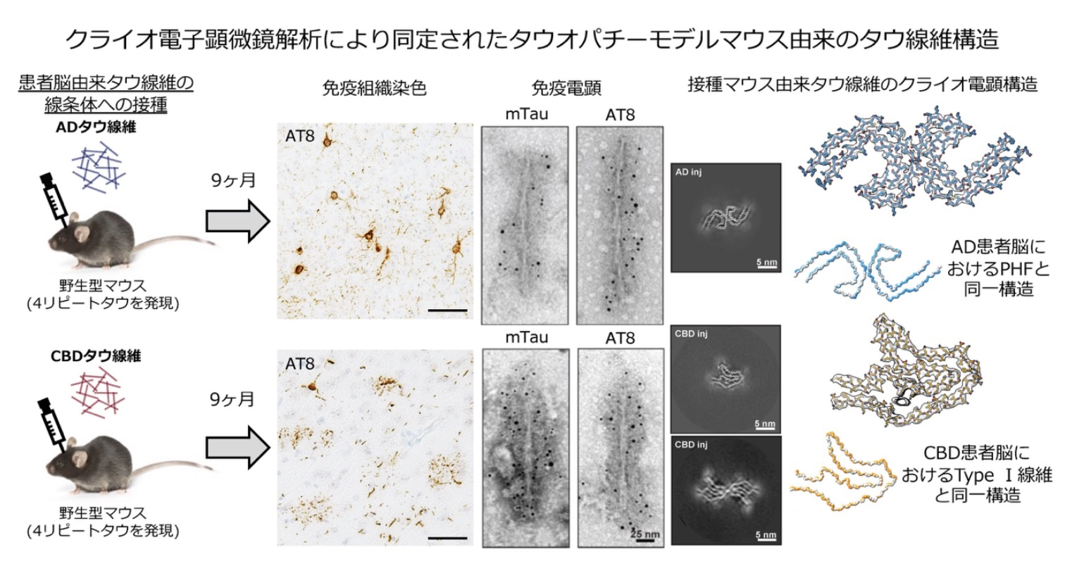クライオ電子顕微鏡解析により同定されたタウオパチーモデルマウス由来のタウ繊維構造
